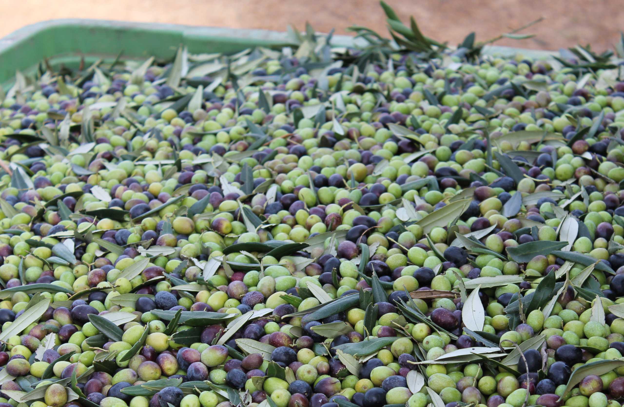 Behind the Scenes: Olive Harvest 2025